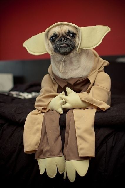 pug dog sitting on the couch in its yoda costume