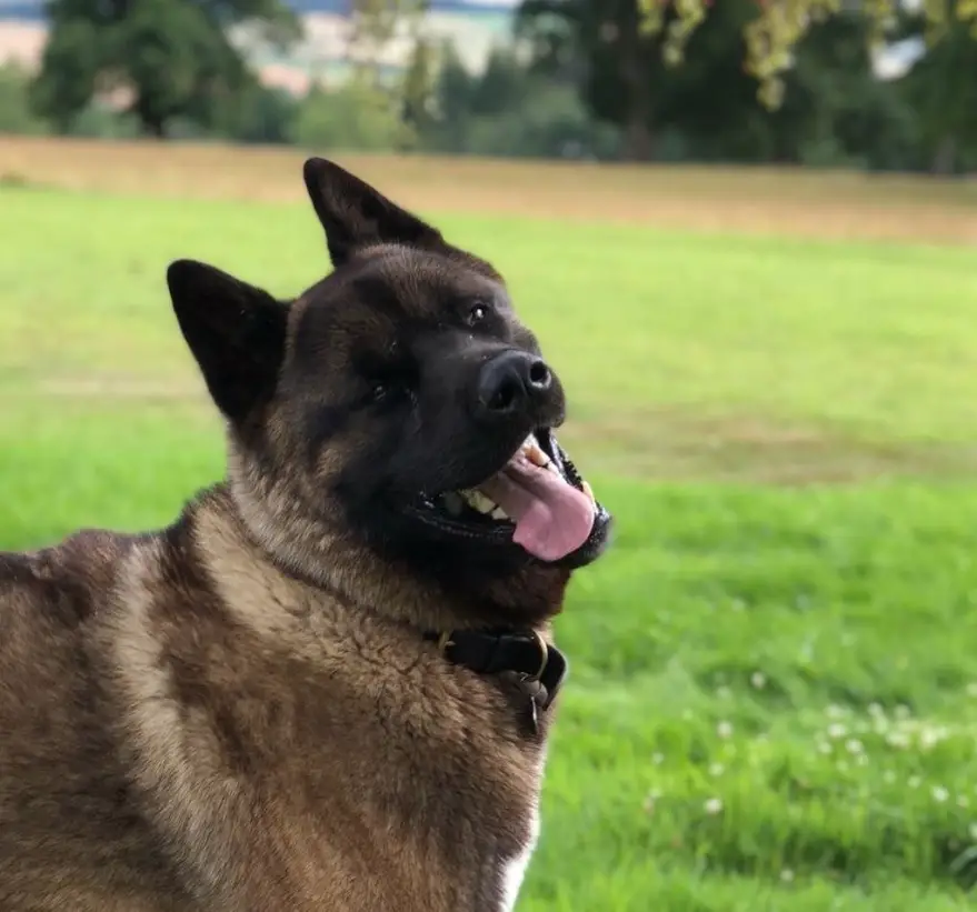 An Akita Inu standing in the field while smiling with its tongue out