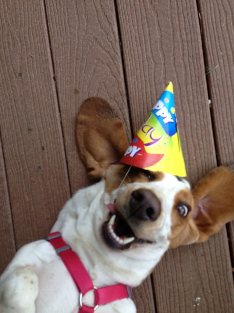 A Basset Hound wearing a birthday cone hat while lying on the wooden floor while smiling