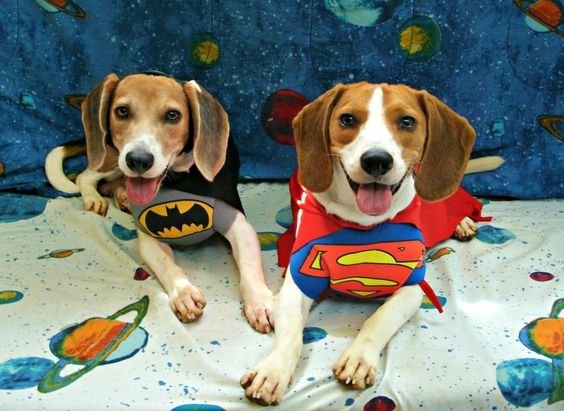15+ Beagle Halloween Costume Ideas | The Paws
