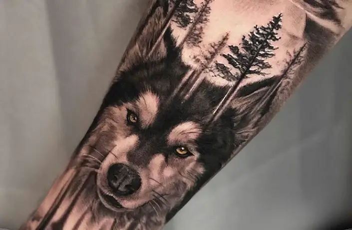Face of a Husky in the middle of the tall trees tattoo on the forearm
