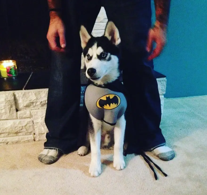 A Siberian Husky sitting in between the legs of the man in its batman costume