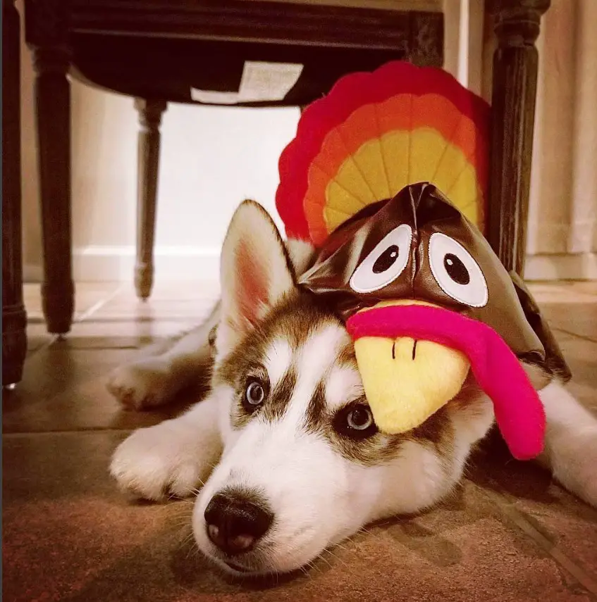 A Siberian Husky in rooster costume while lying on the floor
