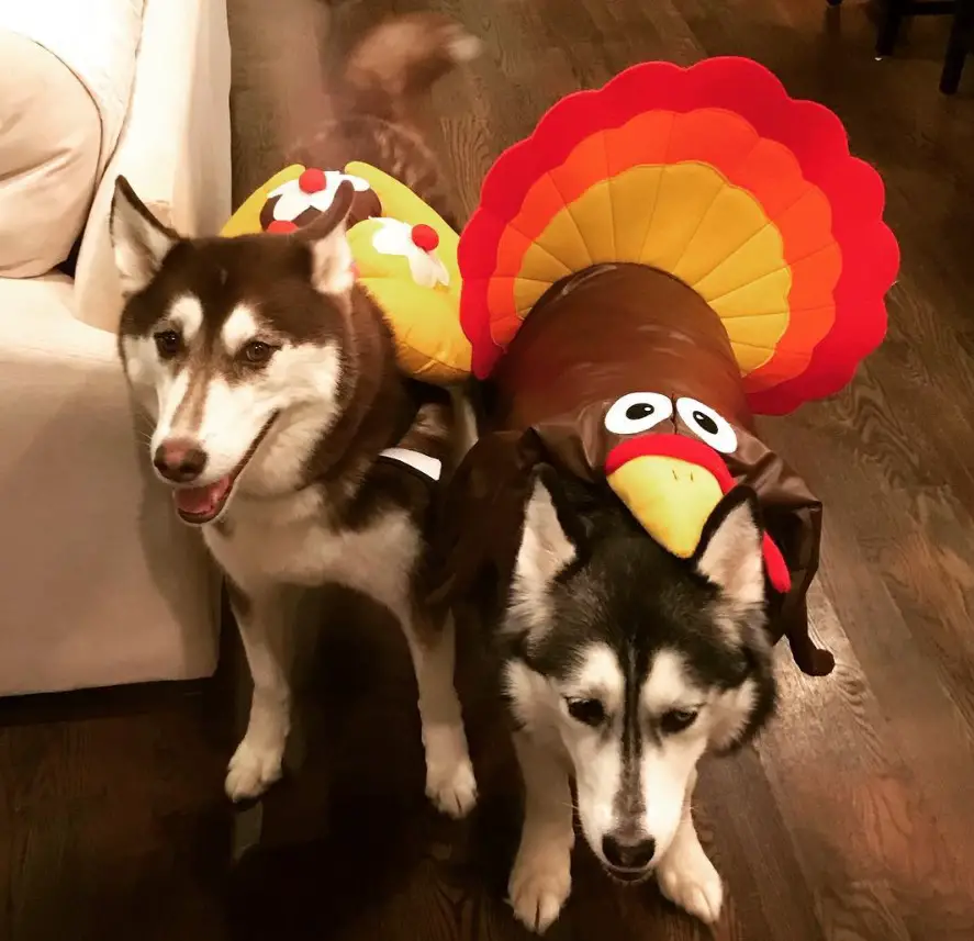 two Siberian Huskies in rooster and banana split costume while standing on the floor in the living room