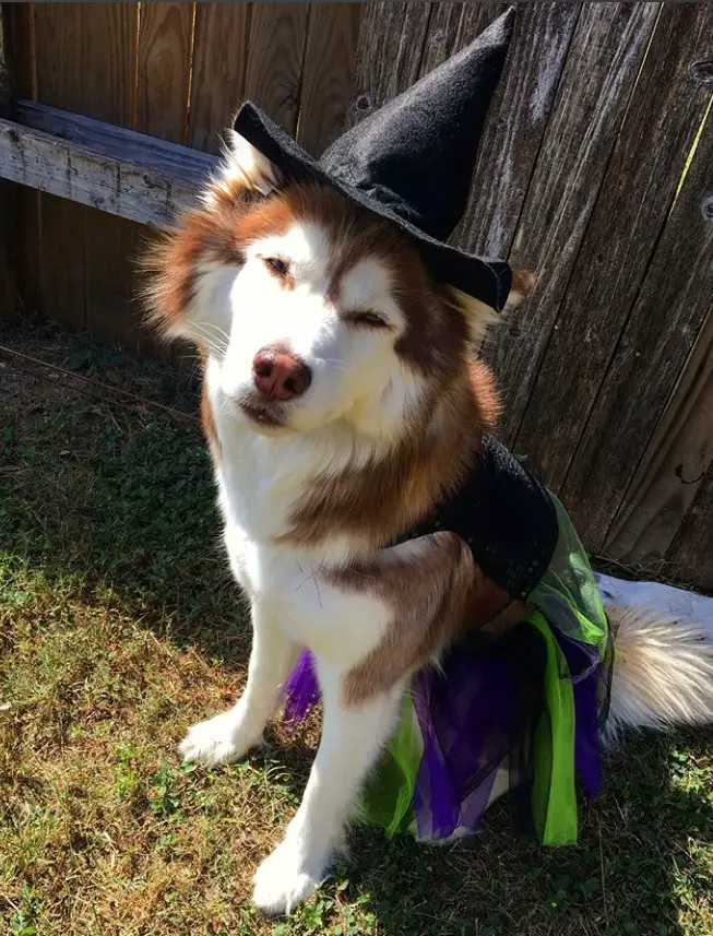 A Siberian Husky in witch costume while sitting on the grass