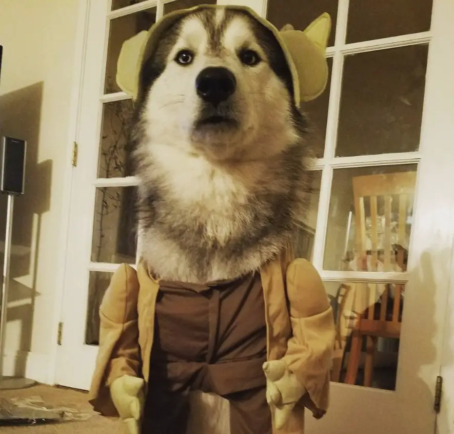 A Siberian Husky in yoda costume while sitting on the floor