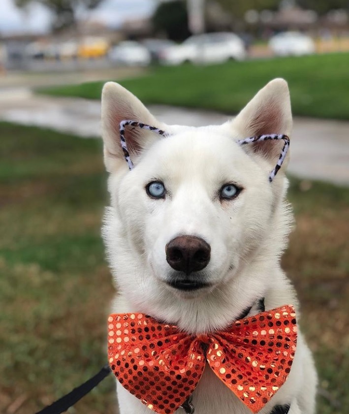 A white Siberian Husky wearing a shiny red bow and purple cat ears head band while sitting on the grass at the park