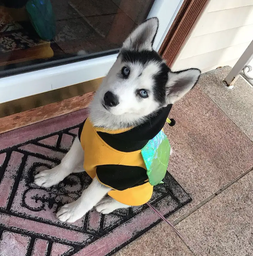 A Siberian Husky in bee costume while sitting on the carpet in the front door