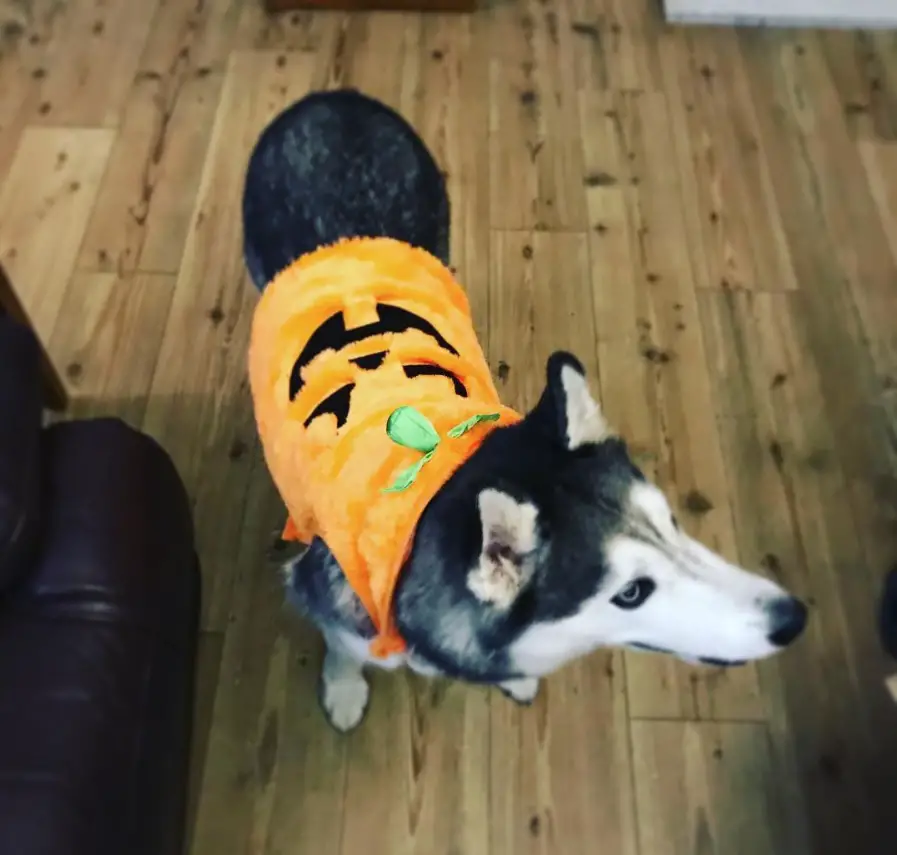A Siberian Husky in pumpkin costume while standing on the floor