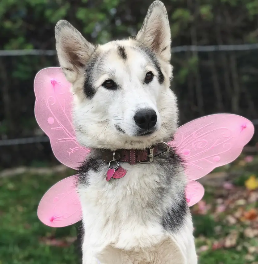 A Siberian Husky wearing a pink butterfly wings at the park