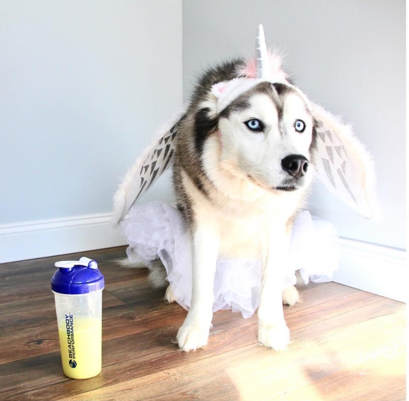 A Siberian Husky in unicorn costume while sitting on the floor