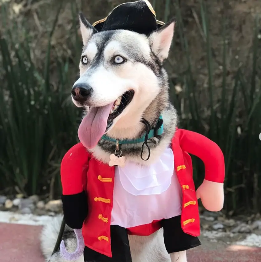 A Siberian Husky in pirate costume at the park