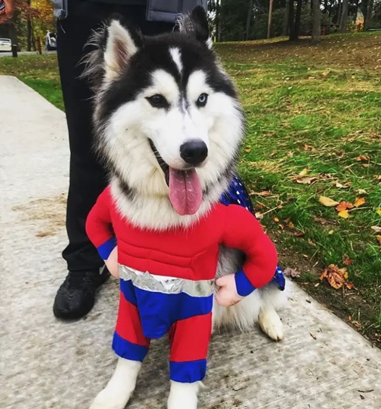 A Siberian Husky in its superhero costume while sitting on the pavement outdoors