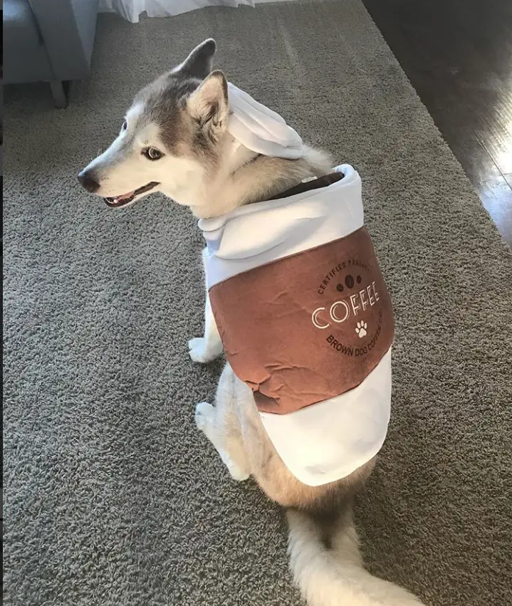 A Siberian Husky in coffee costume while sitting on the floor