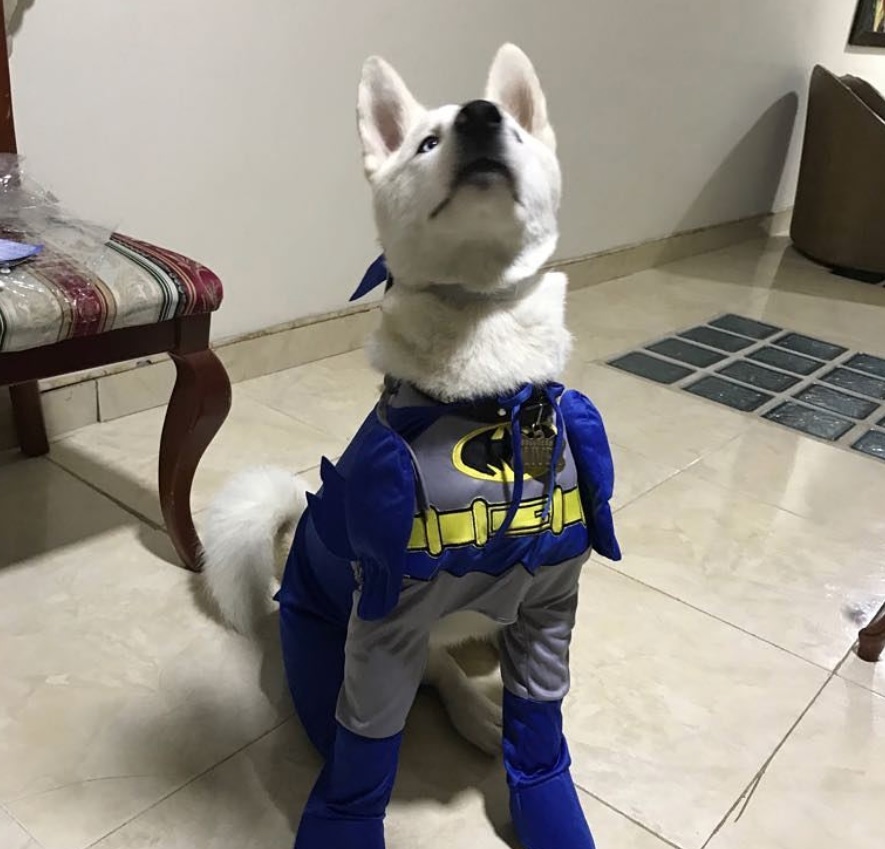 A Siberian Husky sitting on the floor in its batman costume