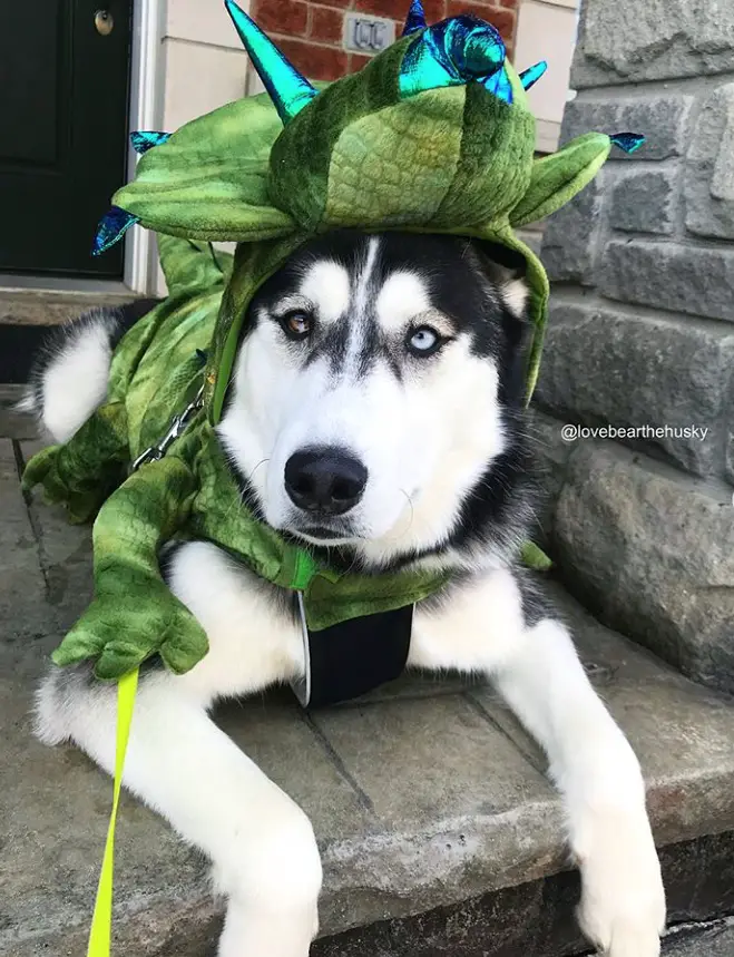 A Siberian Husky lying in the front porch in its dinosaur costume