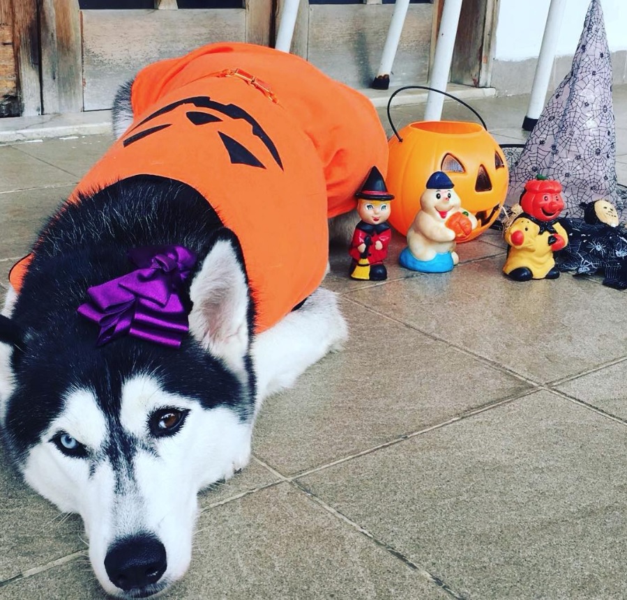 A Siberian Husky in pumpkin costume while lying on the floor