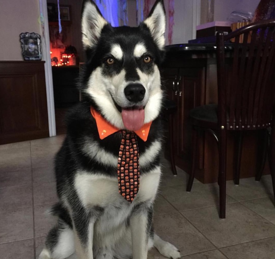 A Siberian Husky wearing an orange collar and pumpkin printed collar while sitting on the floor