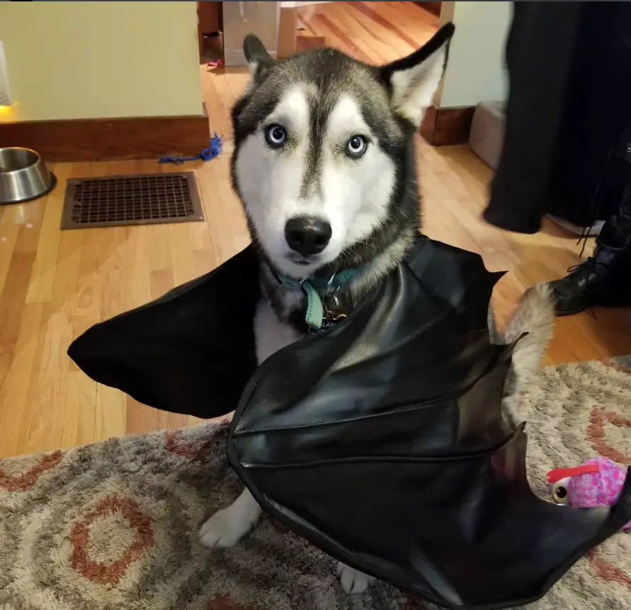 A Siberian Husky in bat costume while sitting on the carpet