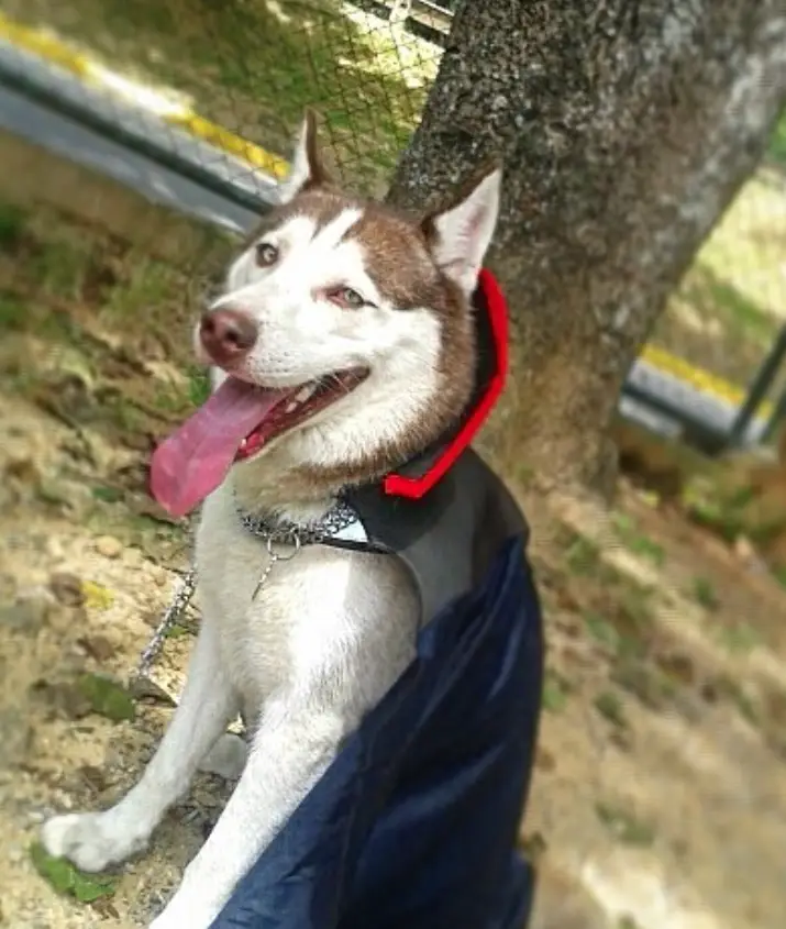 A Siberian Husky in devil costume while sitting under the tree at the park