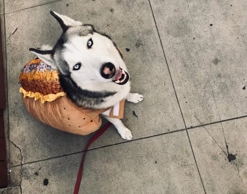 A Siberian Husky in hotdog costume while sitting on the pavement and looking up