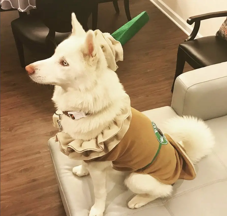 A Siberian Husky in starbucks coffee costume while sitting on the couch