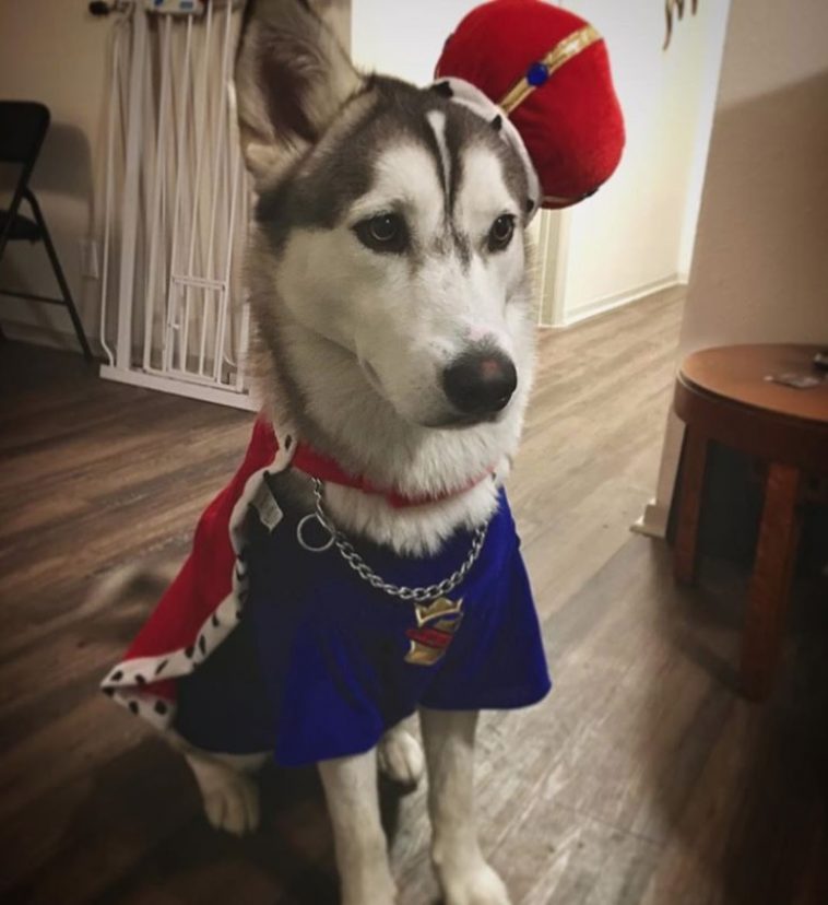 A Siberian Husky in royalty costume while sitting on the floor