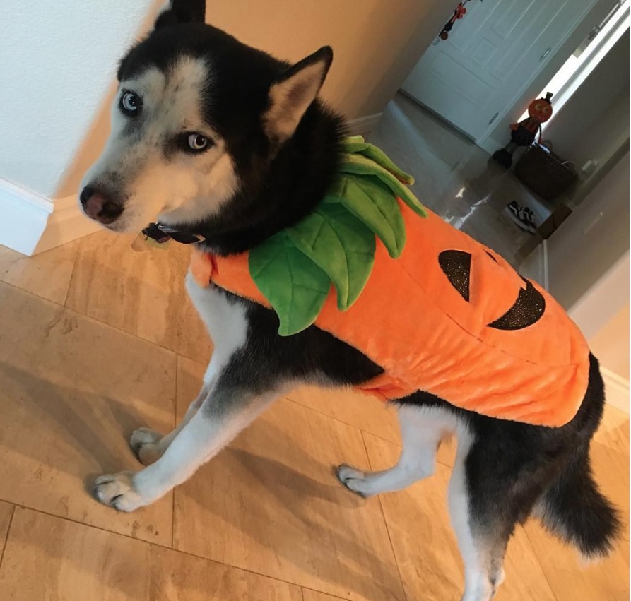 A Siberian Husky in pumpkin costume while standing on the floor