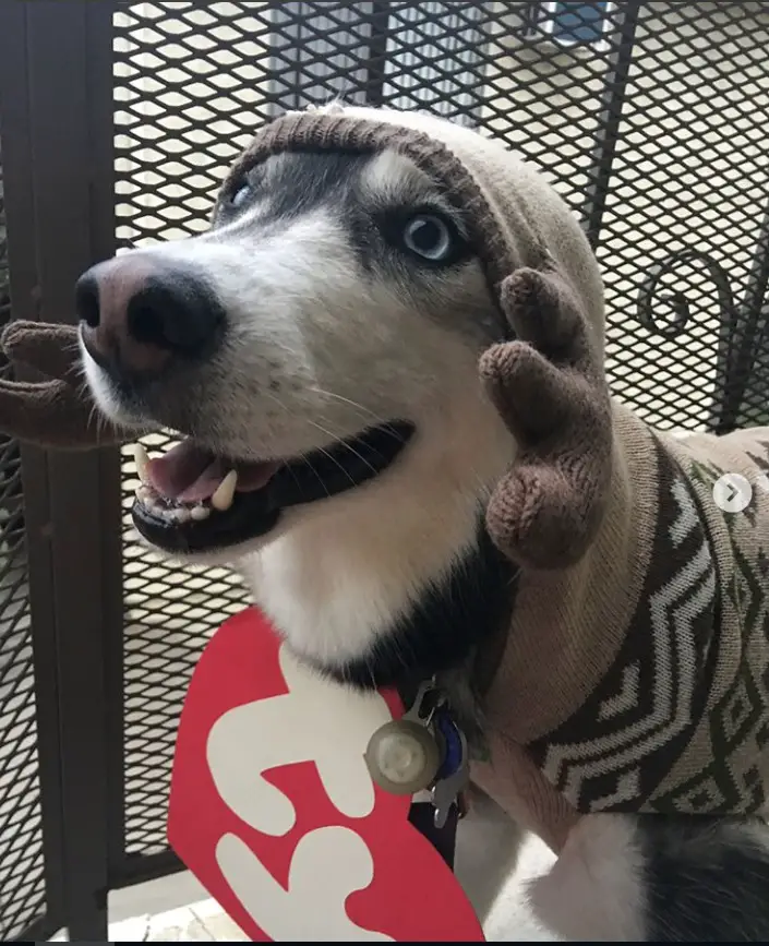 A Siberian Husky wearing a moose costume while standing on the floor