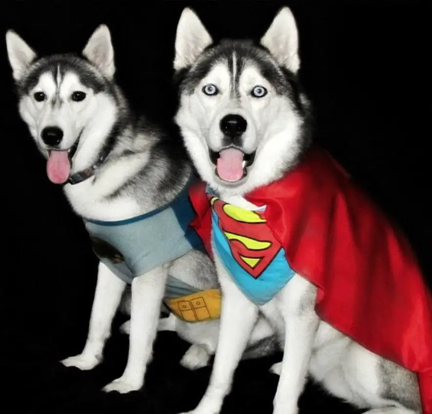 two Siberian Huskies in their superhero costume while sitting on the floor