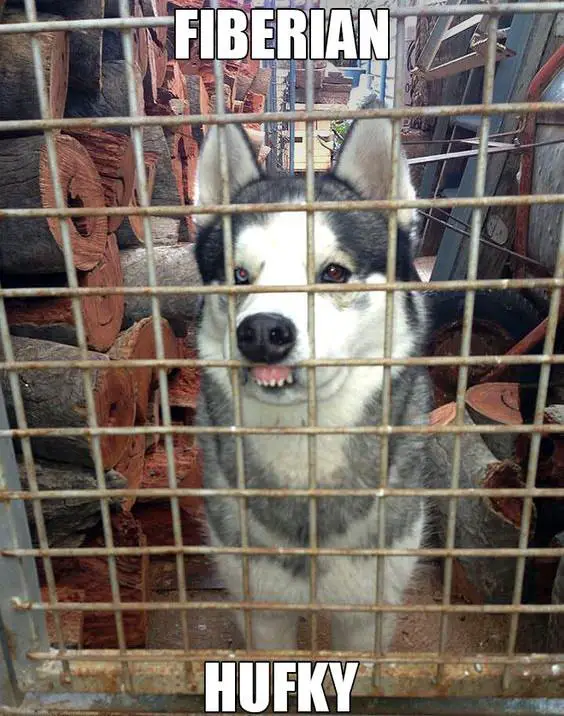 Husky with its mouth showing its teeth pressed against the fence photo with a text 