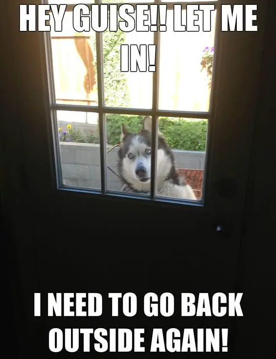 Husky behind the window outdoors photo with a text 