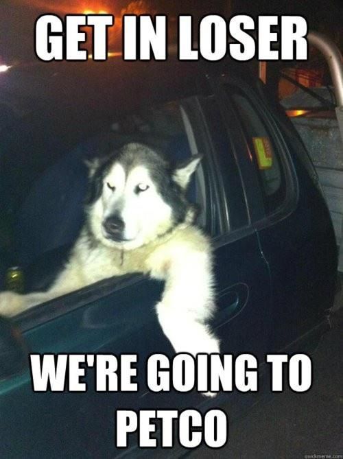 Husky sitting inside the car photo with a text 