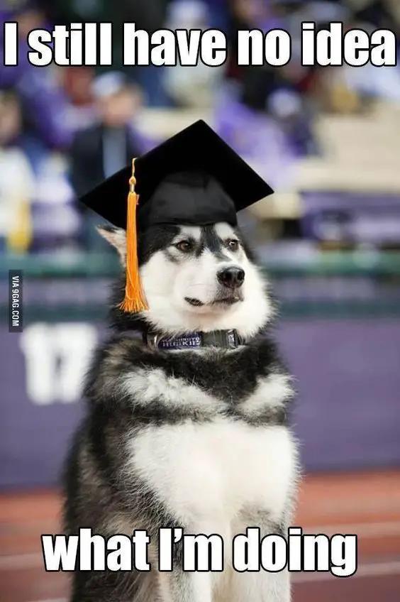 Husky sitting with a graduation hat on top of its head photo with a text 