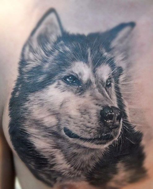 3D head of a Husky looking sideways tattoo on the chest
