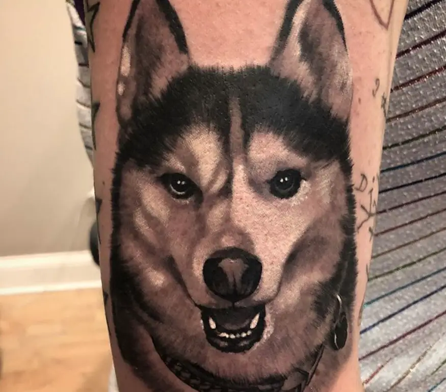 black and white face of a Husky with its mouth open tattoo on the shoulder