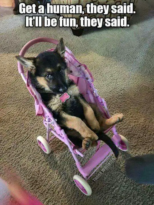 A German Shepherd puppy in the stroller photo with text - Get a human, they said. It'll be fun, they said.
