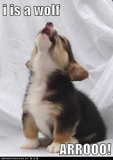Corgi puppy howling with a text 