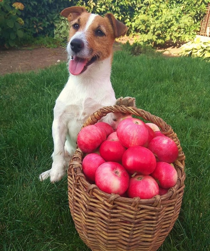 A Jack Russell Terrier sitting behind the a basket full of harvested apple in the garden