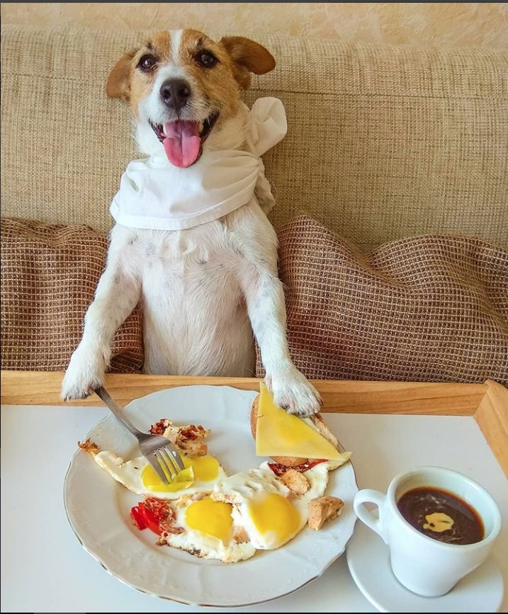 A Jack Russell Terrier sitting on the couch with his breakfast in from of him