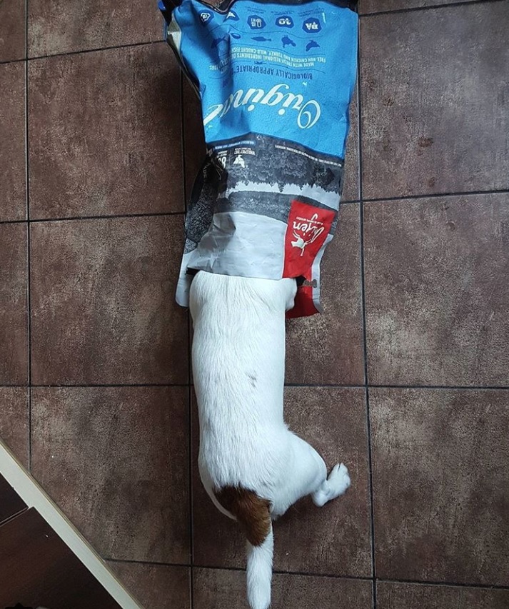 A Jack Russell Terrier with its head inside the sack on the floor