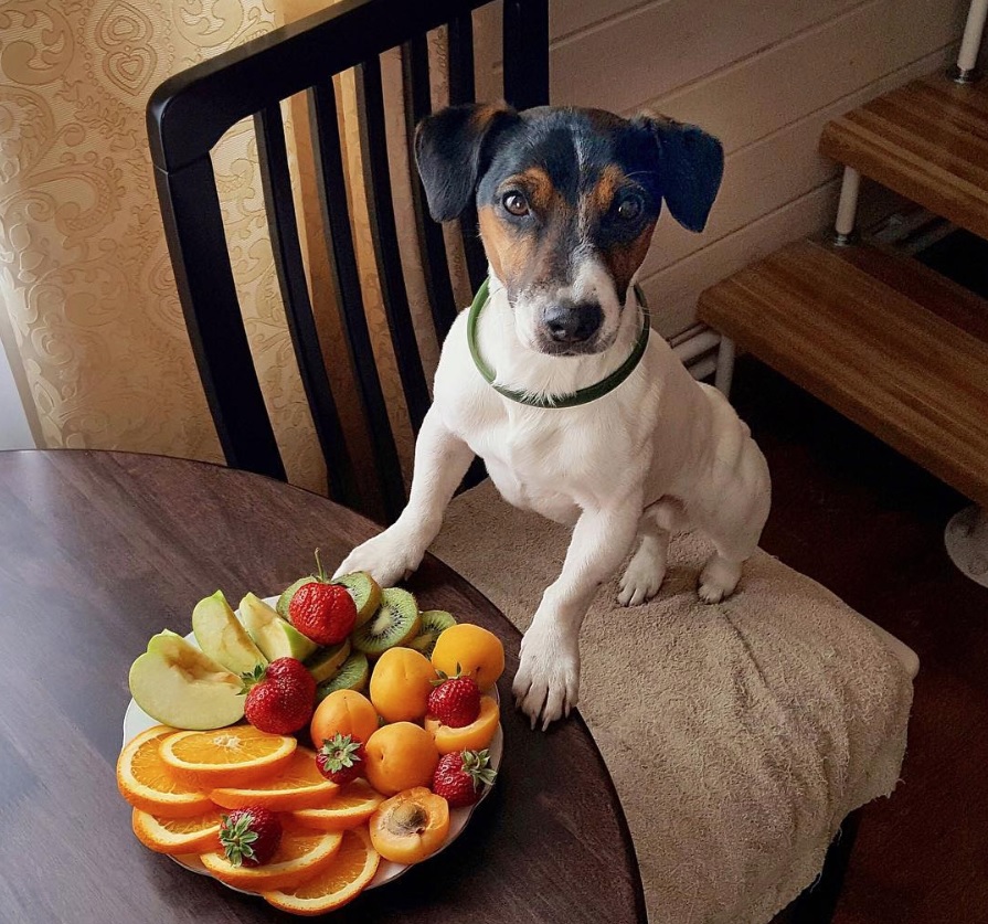 A Jack Russell Terrier sitting on the chair with a tray of fruits on the table in front of him