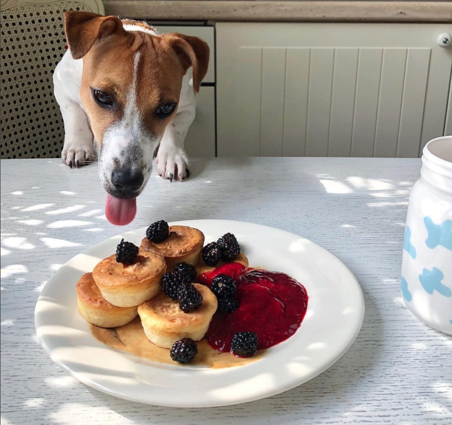 A Jack Russell Terrier leaning towards cupcakes with blueberry on top and sauce on the table