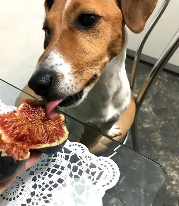 A Jack Russell Terrier licking the figs on the table
