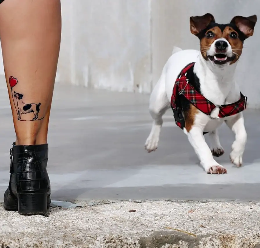 running Jack Russell Terrier and a woman's leg tattooed with Jack Russell Terrier