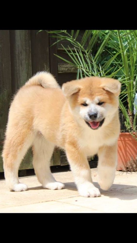 Japanese Akita Inu Puppy standing on the floor win the garden under the sunlight