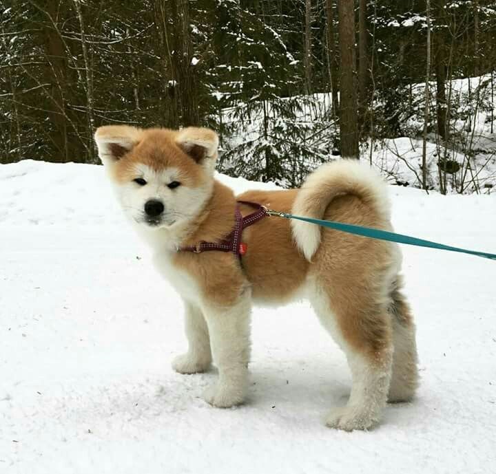 Japanese Akita Inu Puppy walking in the forest during winter