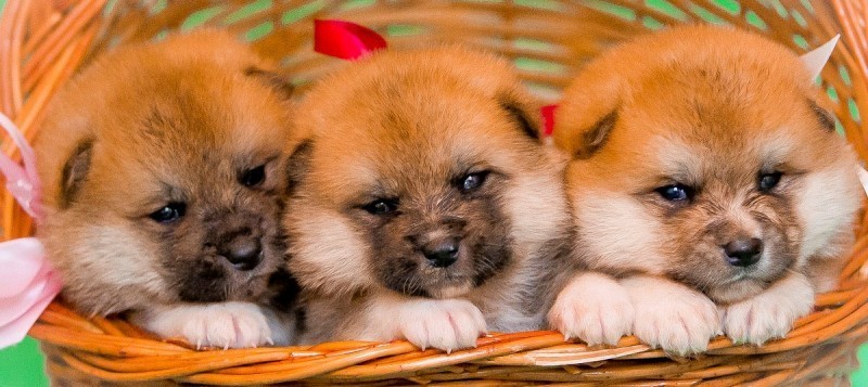 three Japanese Akita Inu Puppy inside the basket