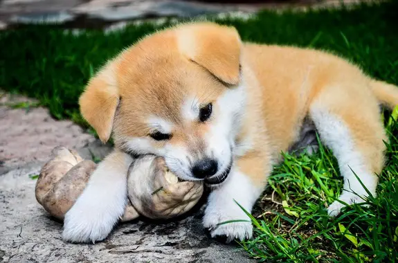 Japanese Akita Inu Puppy lying in the lawn while chewing a big bone