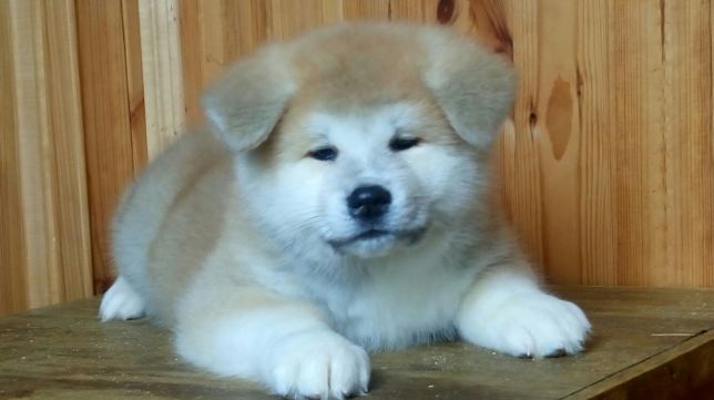 Japanese Akita Inu Puppy lying down on top of the wooden table